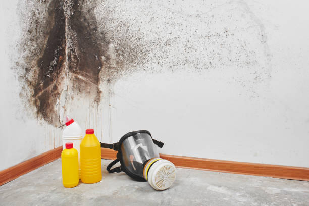 Calistoga, CA Mold Remediation Company