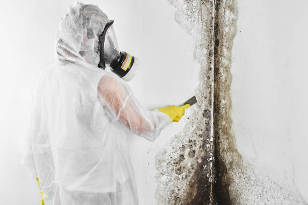 Best Residential Mold Remediation in Listoga, CA