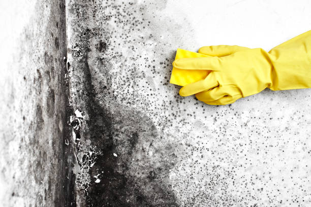 Best Health and Safety Mold Remediation in Listoga, CA