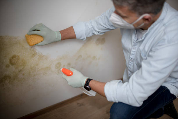 Best White Mold Remediation in Listoga, CA