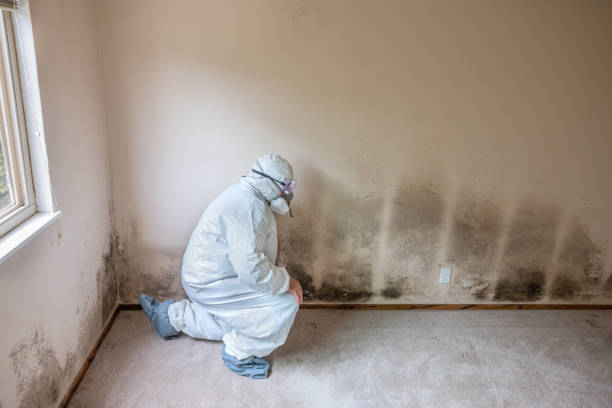 Best HVAC Mold Remediation in Listoga, CA