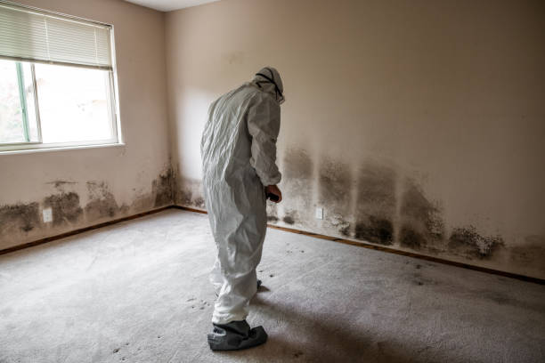 Best Black Mold Remediation in Listoga, CA