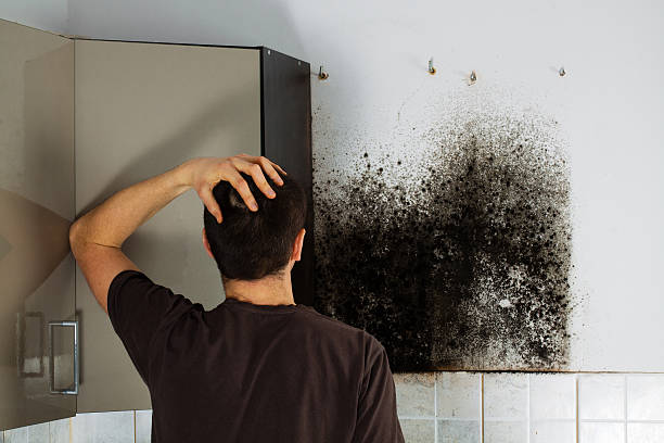 Best Localized Mold Remediation (e.g., coastal areas, humid climates) in Listoga, CA