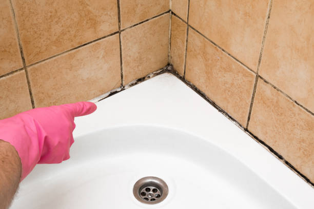 Best Post-Flood Mold Remediation in Listoga, CA
